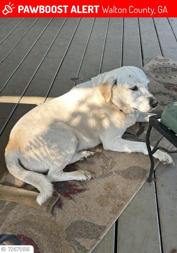 Lost Female Dog last seen Hestertown and Knight Cemetery Rd Monroe Ga, Walton County, GA 30655