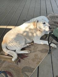 Lost Female Dog last seen Hestertown and Knight Cemetery Rd Monroe Ga, Walton County, GA 30655