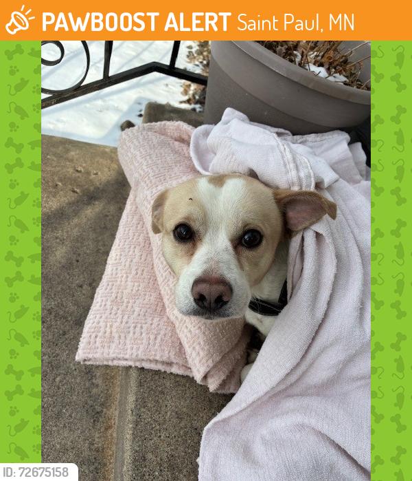 Found/Stray Male Dog last seen sherburne ave and simpson st, Saint Paul, MN 55104