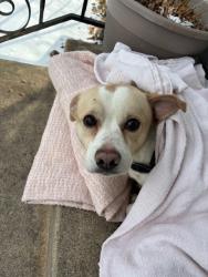 Found/Stray Male Dog last seen sherburne ave and simpson st, Saint Paul, MN 55104