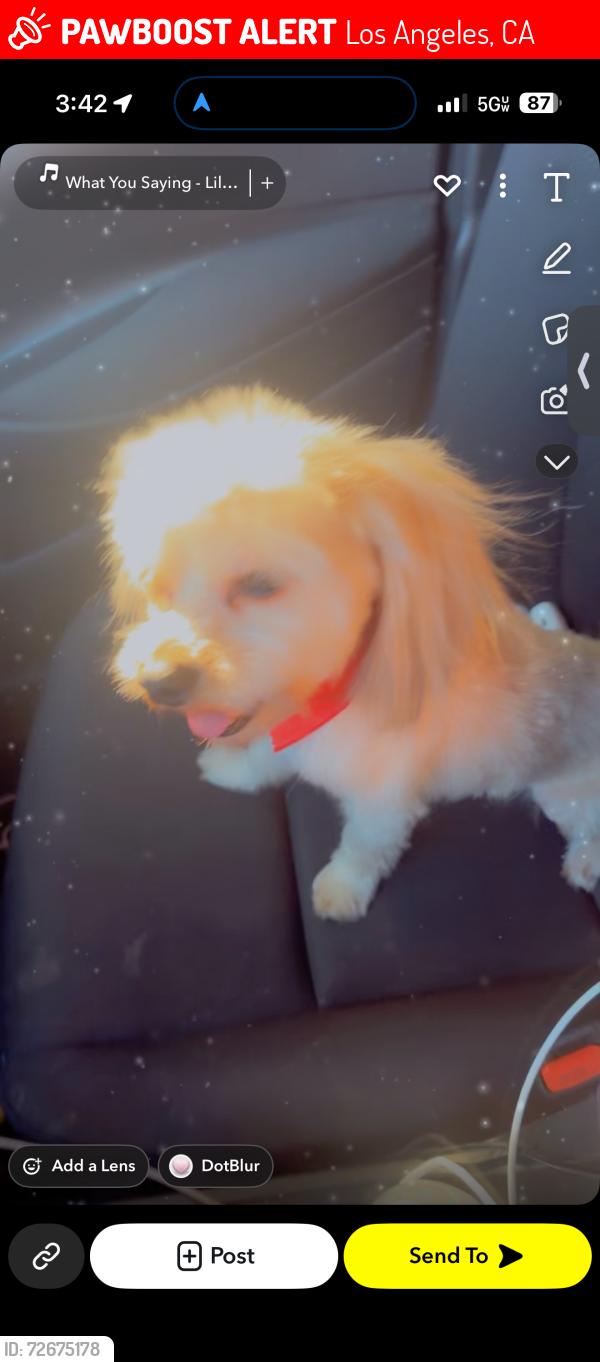 Lost Male Dog last seen Near & Stanford , Los Angeles, CA 90001