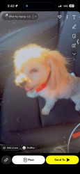 Lost Male Dog last seen Near & Stanford , Los Angeles, CA 90001