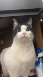Found/Stray Female Cat last seen lytle street, Murfreesboro, TN 37130