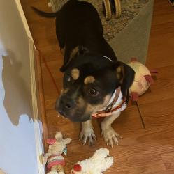 Found/Stray Female Dog last seen Braehill Blvd, Winston-Salem, NC 27104