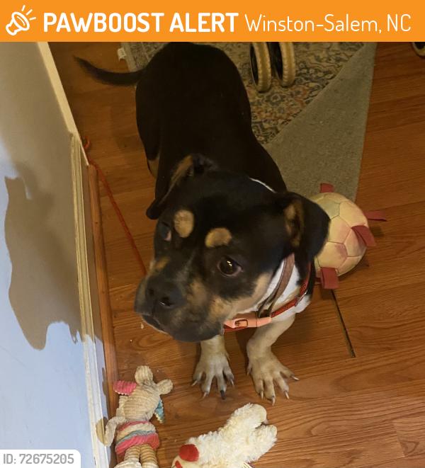 Found/Stray Female Dog last seen Braehill Blvd, Winston-Salem, NC 27104