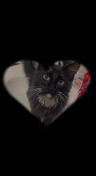 Lost Unknown Cat last seen S muskego ave & W burnham st, Milwaukee, WI 53204