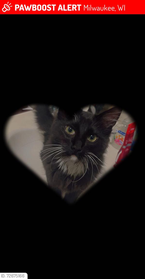 Lost Unknown Cat last seen S muskego ave & W burnham st, Milwaukee, WI 53204