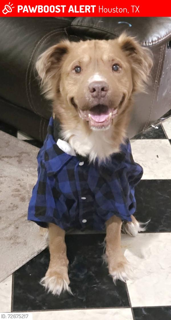 Lost Male Dog last seen Mango & Goya, Houston, TX 77075