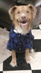 Lost Male Dog last seen Mango & Goya, Houston, TX 77075