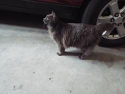 Found/Stray Unknown Cat last seen Harbor Drive & Park Drive, West Bradenton, FL 34209