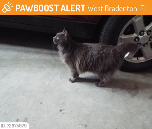 Found/Stray Unknown Cat last seen Harbor Drive & Park Drive, West Bradenton, FL 34209