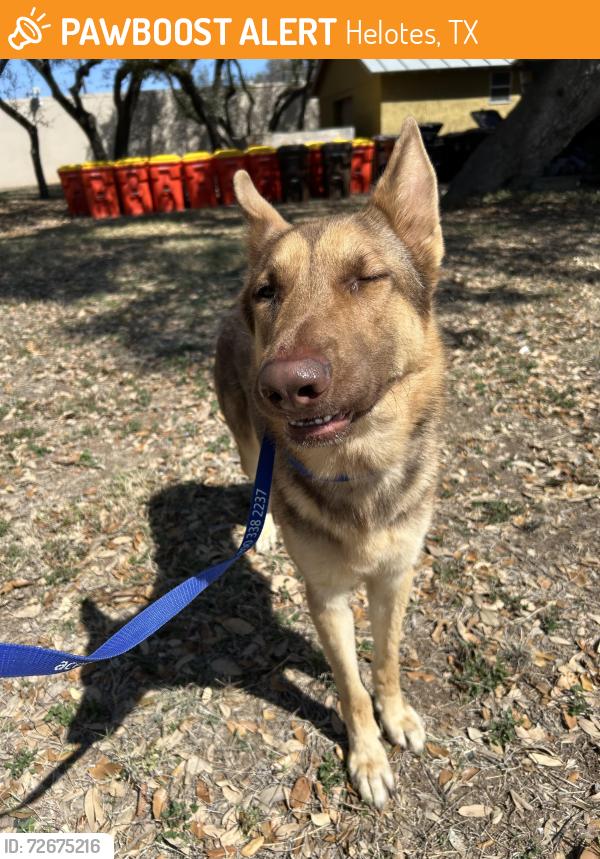 Found/Stray Male Dog last seen Sunset Ranch and Sunset Blvd. , Helotes, TX 78023