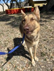 Found/Stray Male Dog last seen Sunset Ranch and Sunset Blvd. , Helotes, TX 78023
