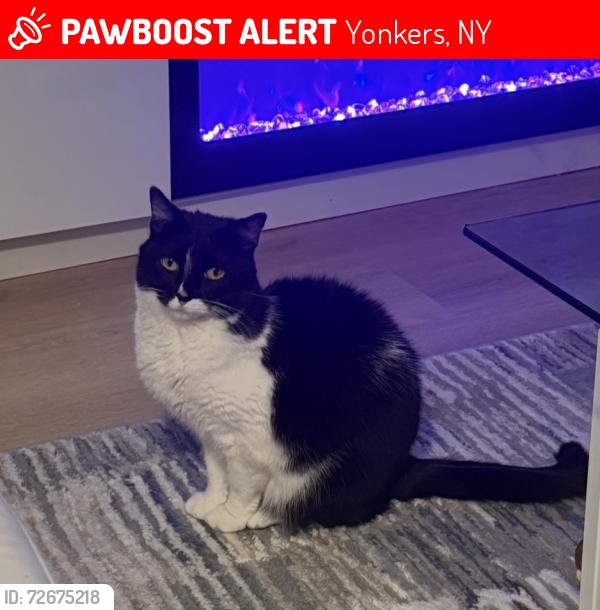 Lost Female Cat last seen Sumner Ave, Yonkers Ave, Yonkers, NY 10704