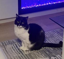 Lost Female Cat last seen Sumner Ave, Yonkers Ave, Yonkers, NY 10704