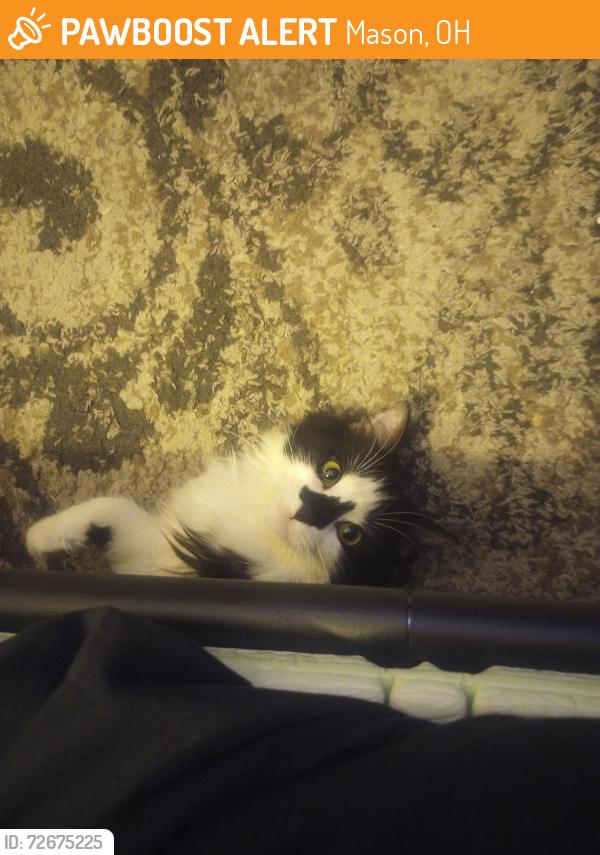 Found/Stray Female Cat last seen Boyd lane, Mason, OH 45040