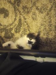 Found/Stray Female Cat last seen Boyd lane, Mason, OH 45040