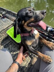 Lost Female Dog last seen Buttermilk Road/County Road 101, Cherokee County, AL 35960