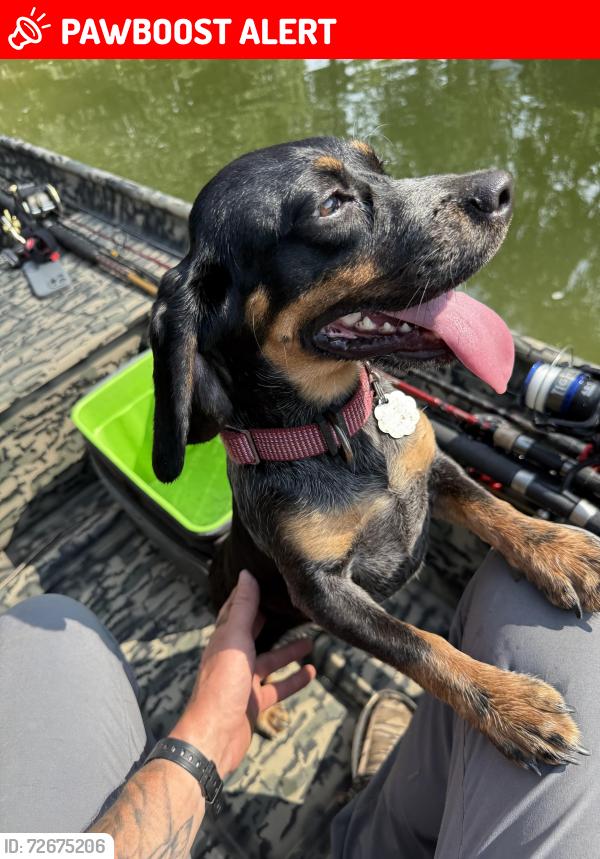 Lost Female Dog last seen Buttermilk Road/County Road 101, Cherokee County, AL 35960