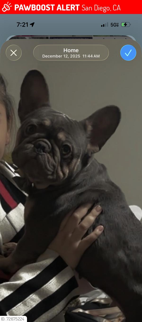 Lost Female Dog last seen Near Van Dyke ave, San Diego, CA 92105