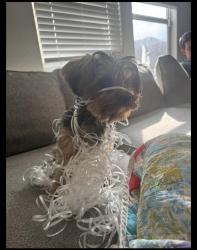 Lost Female Dog last seen Charing Cross Drive and Holland Hill Lane, Fort Worth, TX 76247