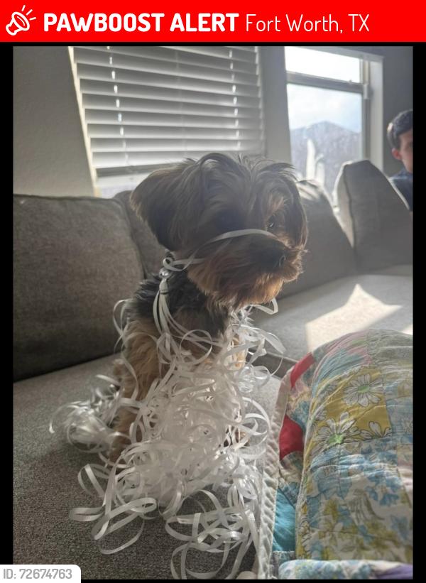 Lost Female Dog last seen Charing Cross Drive and Holland Hill Lane, Fort Worth, TX 76247