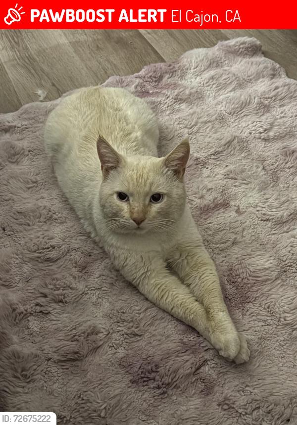 Lost Male Cat last seen Jamacha & Hilton Head Pl. , El Cajon, CA 92019