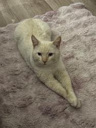 Lost Male Cat last seen Jamacha & Hilton Head Pl. , El Cajon, CA 92019