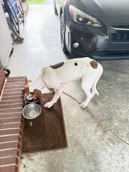 Found/Stray Male Dog last seen Near us Hyw 117 N, Goldsboro, NC 27530