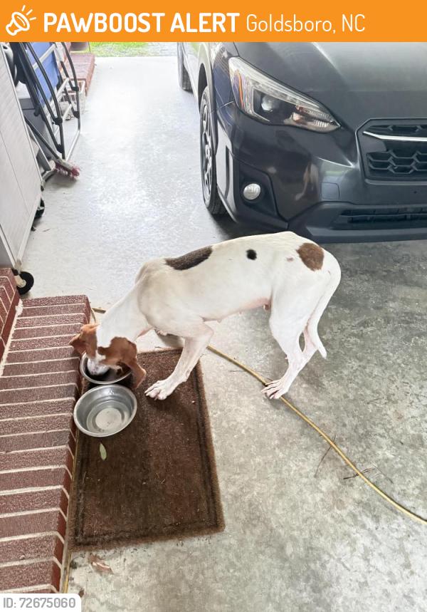 Found/Stray Male Dog last seen Near us Hyw 117 N, Goldsboro, NC 27530