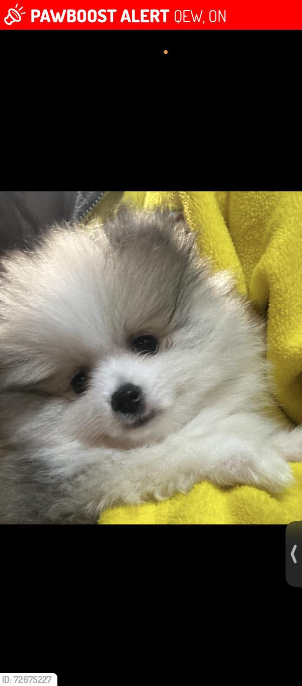 Lost Female Dog last seen Qew hurontario , QEW, ON 