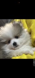 Lost Female Dog last seen Qew hurontario , QEW, ON 