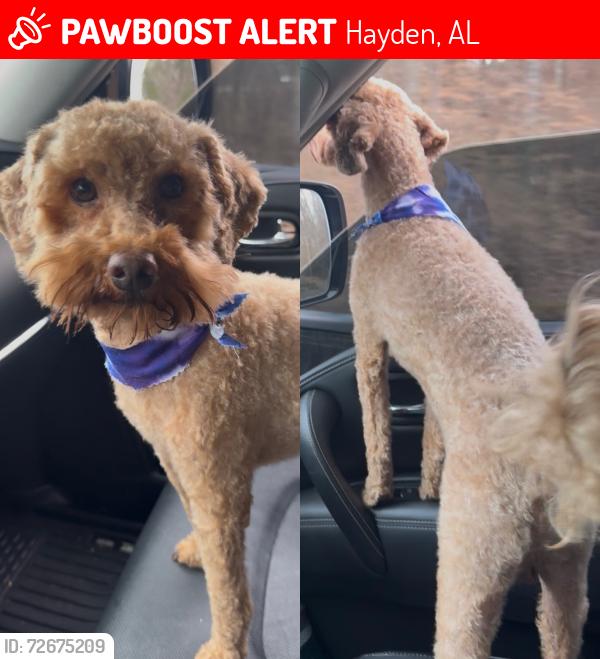 Lost Male Dog last seen Oscar Bradford Road, Hayden, AL 35180