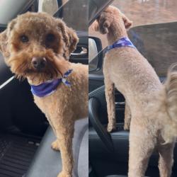 Lost Male Dog last seen Oscar Bradford Road, Hayden, AL 35180