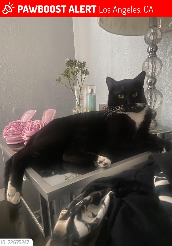 Lost Male Cat last seen El segundo and central , Los Angeles, CA 90059