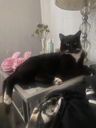 Lost Male Cat last seen El segundo and central , Los Angeles, CA 90059