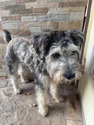 Found/Stray Male Dog last seen Imogene and Braesmont, Houston, TX 77096