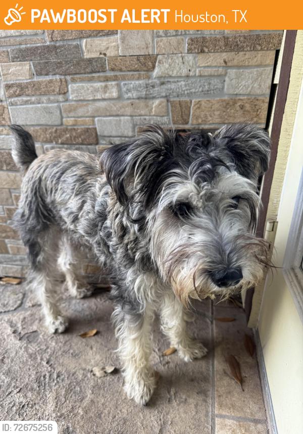 Found/Stray Male Dog last seen Imogene and Braesmont, Houston, TX 77096