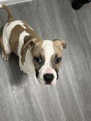 Found/Stray Male Dog last seen Capricorn dr, Cedar Hill, TX 75104