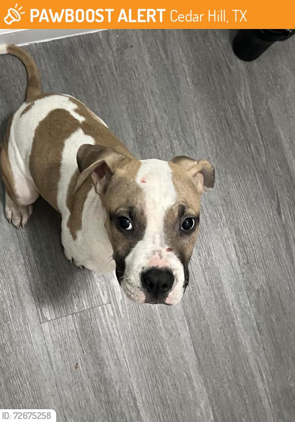 Found/Stray Male Dog last seen Capricorn dr, Cedar Hill, TX 75104
