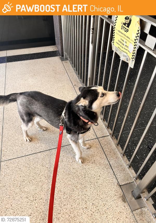 Found/Stray Unknown Dog last seen Clinton Elementary , Chicago, IL 60659