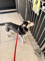 Found/Stray Unknown Dog last seen Clinton Elementary School, Chicago, IL 60659