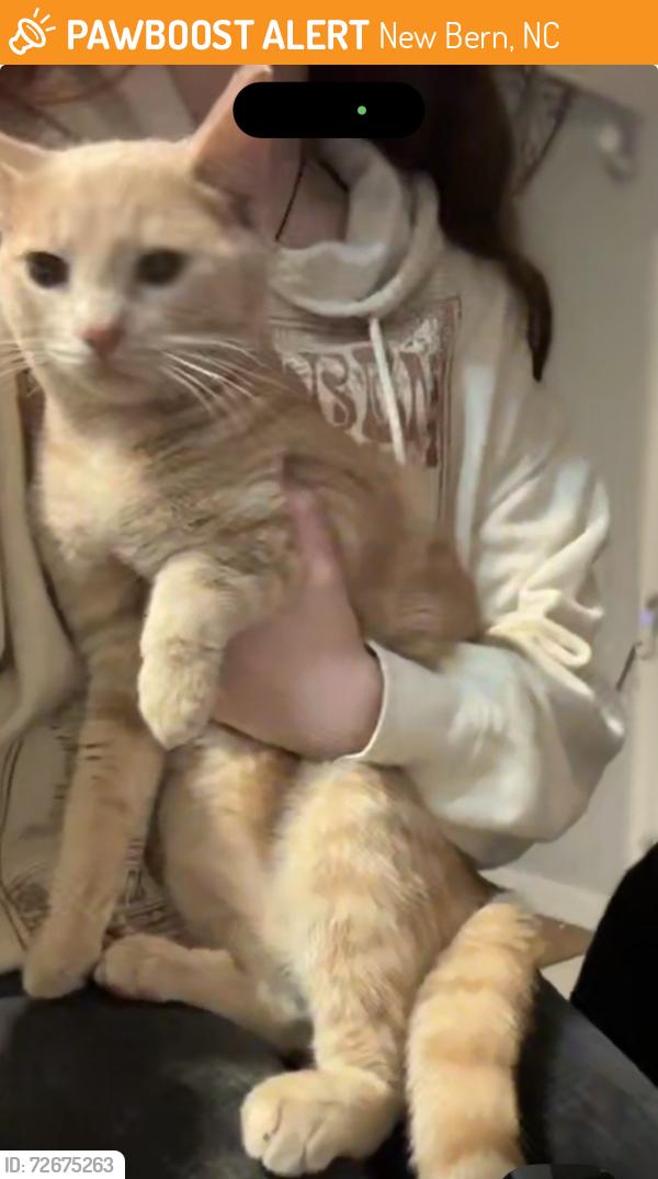 Found/Stray Male Cat last seen Corinth Dr New Bern NC, New Bern, NC 28562