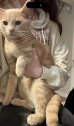 Found/Stray Male Cat last seen Corinth Dr New Bern NC, New Bern, NC 28562