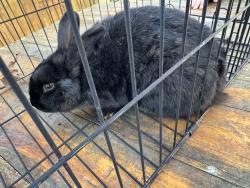 Found/Stray Unknown Rabbit last seen Walton circle, Benson, NC 27504