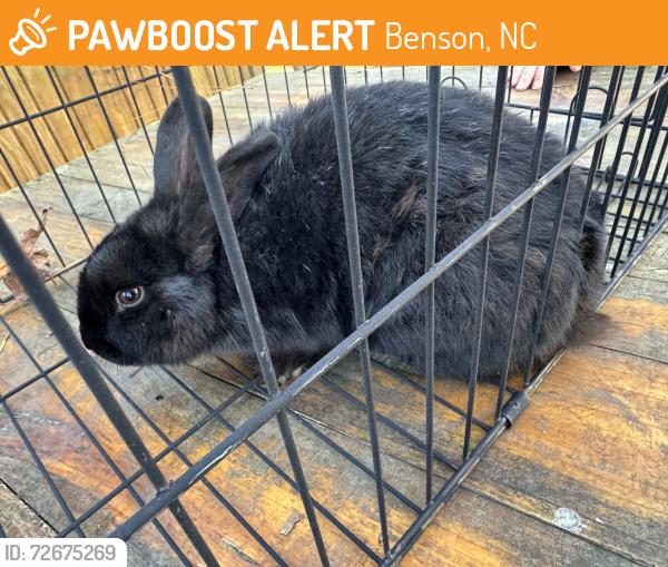 Found/Stray Unknown Rabbit last seen Walton circle, Benson, NC 27504