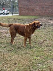Found/Stray Male Dog last seen Joe Tamplin & Riggins Mill Rd, Riggins Mill Rd, GA 31217