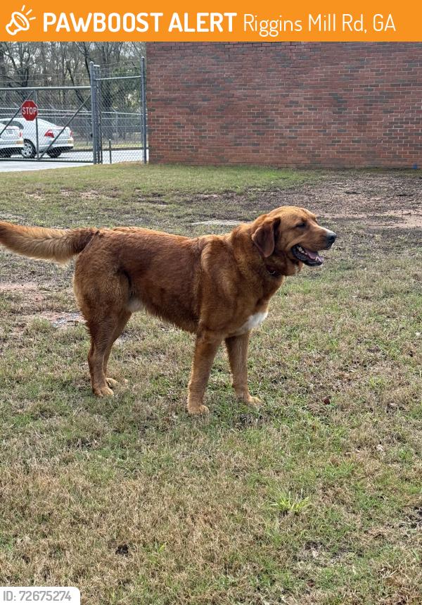 Found/Stray Male Dog last seen Joe Tamplin & Riggins Mill Rd, Riggins Mill Rd, GA 31217