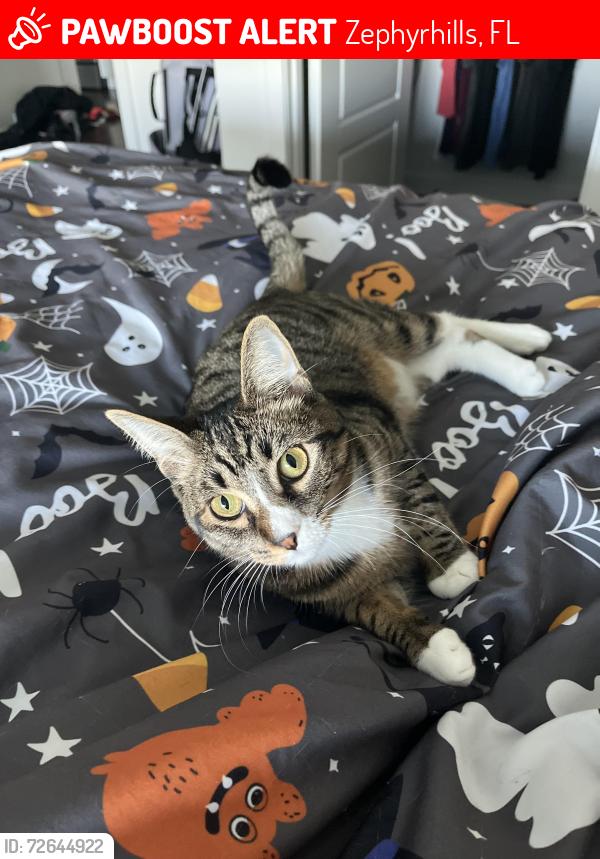 Lost Female Cat last seen sentosa lexington oaks apts , Zephyrhills, FL 33544
