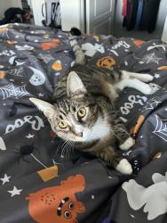 Lost Female Cat last seen sentosa lexington oaks apts , Zephyrhills, FL 33544